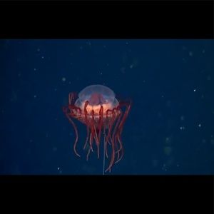 Meet your Posher, Julianne